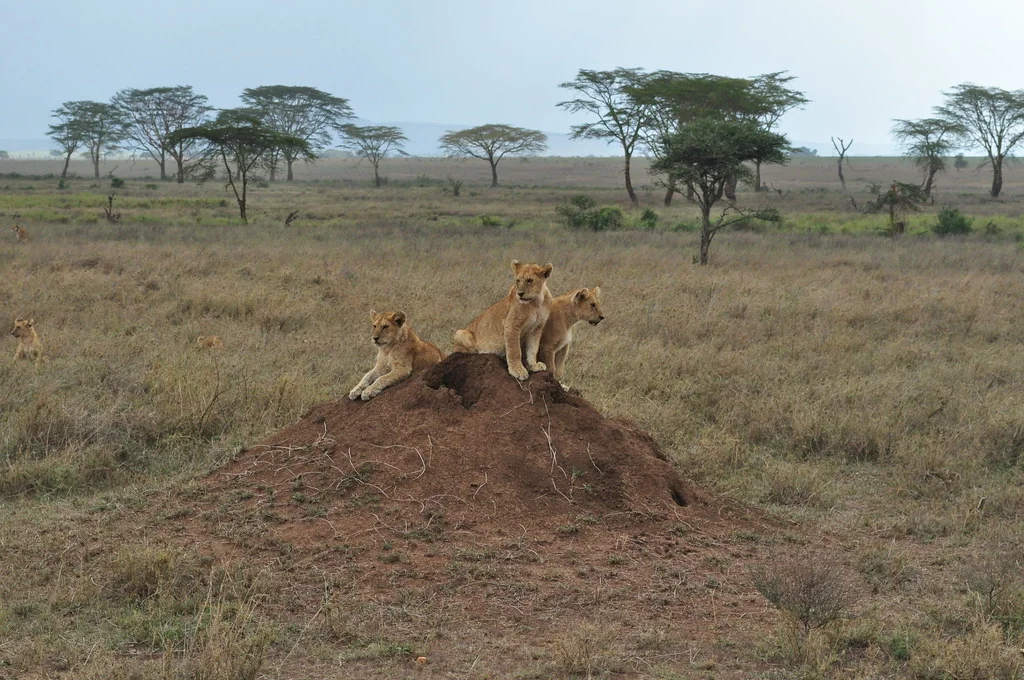 5148890272_c11dd97a2c_b