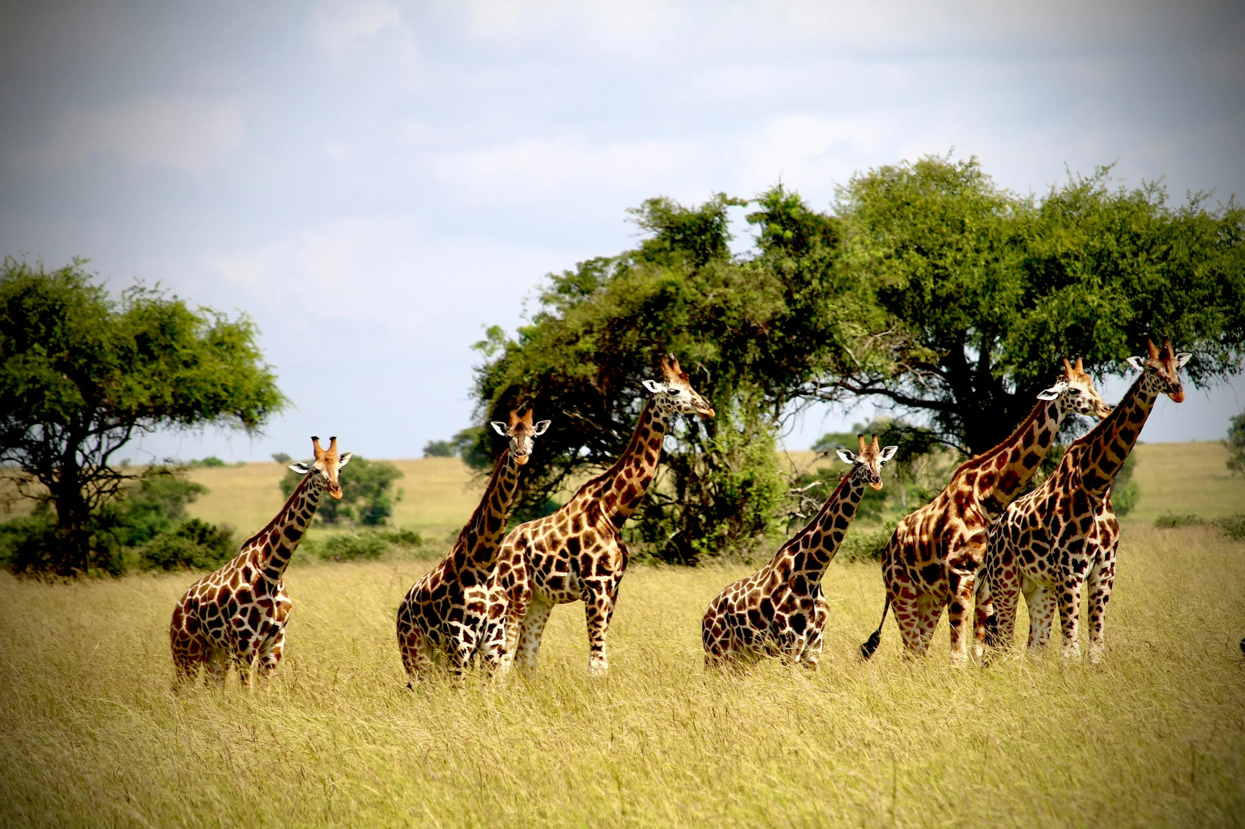 The Ultimate Eco Safari Guide to Tanzania in 2025