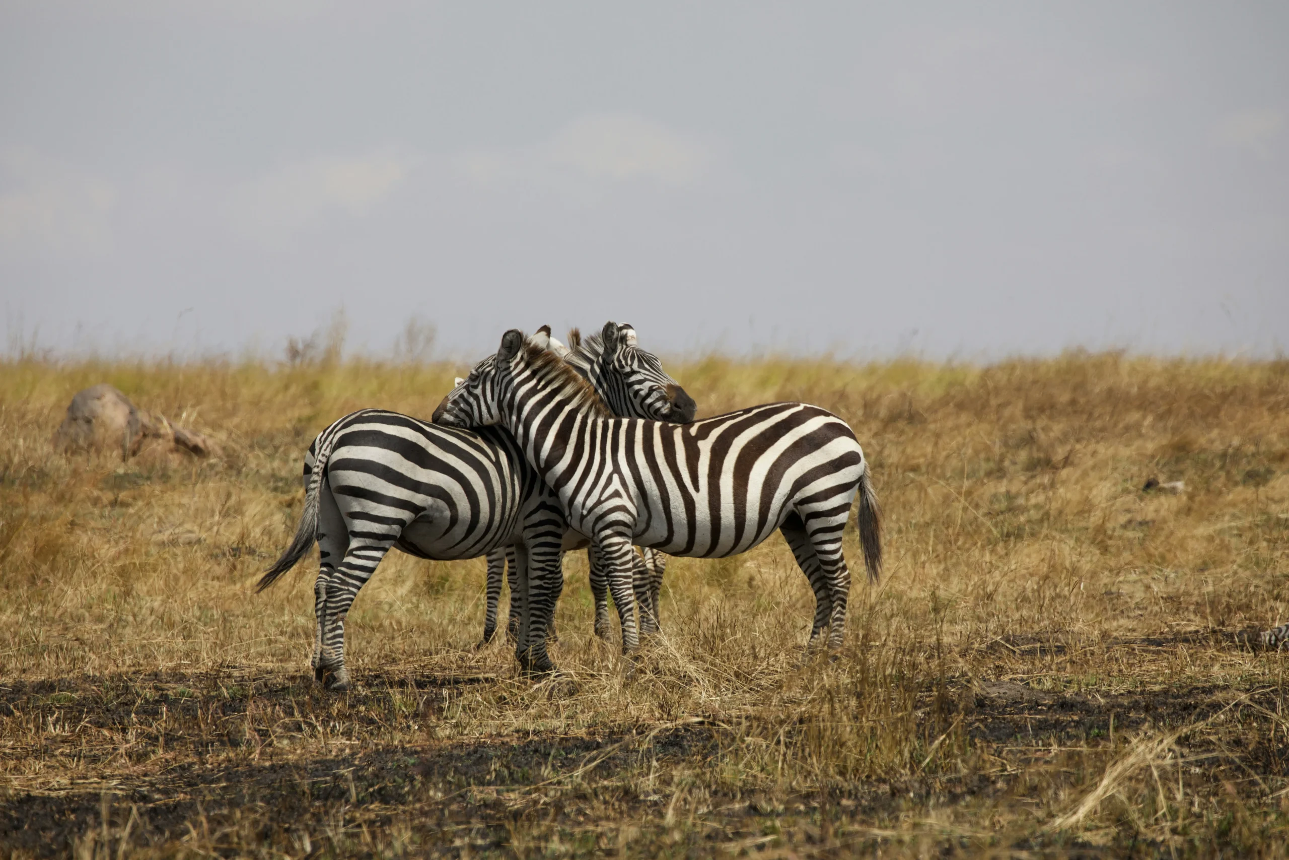 The Ultimate Eco Safari Guide to Tanzania in 2025