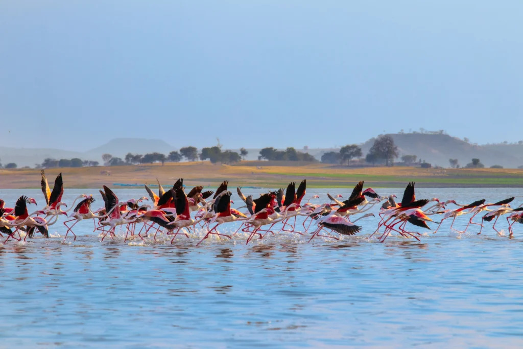 rohit-dey-FsDik2rut0I-unsplash